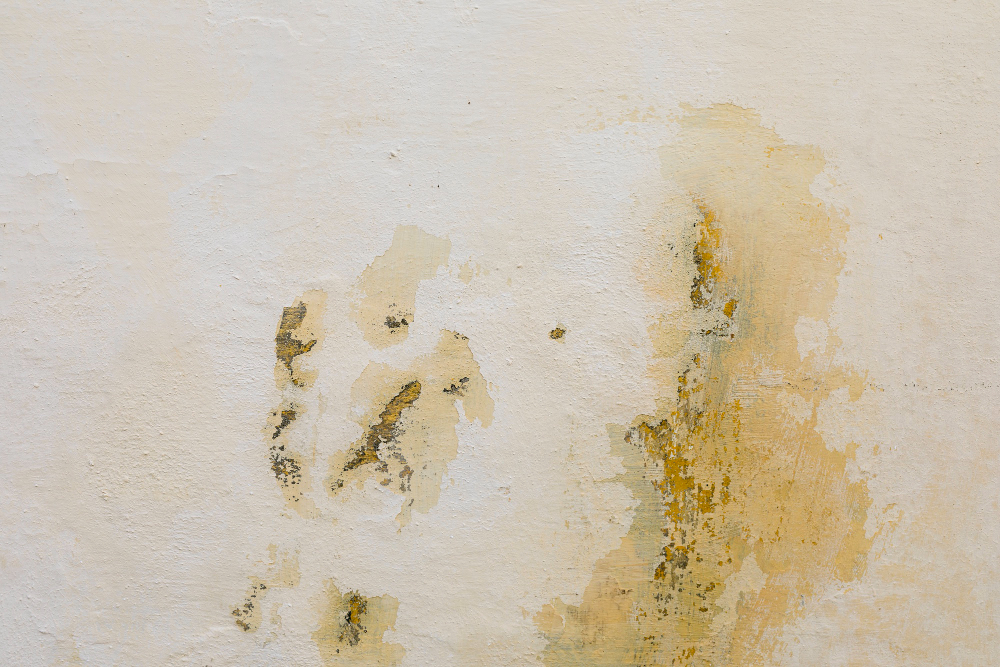 How Seasonal Weather Patterns in Chester County Affect Mold Growth Risks